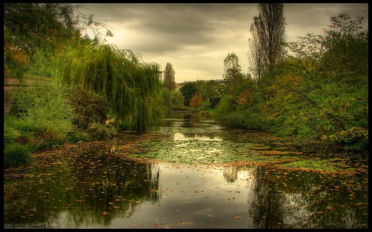 Autumn pond with weeping willow