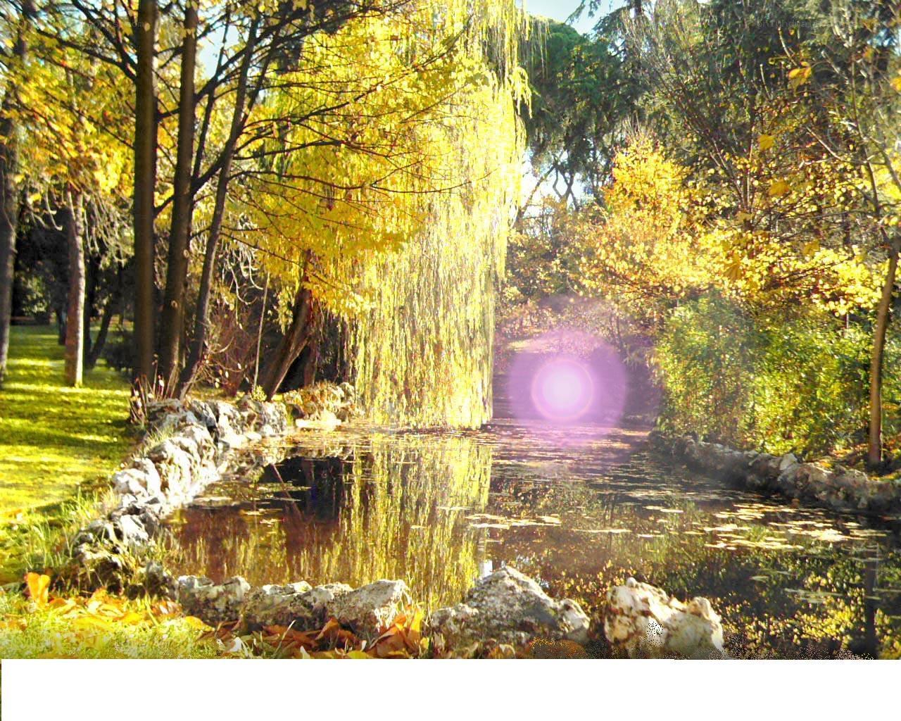 Autumn pond with weeping willow