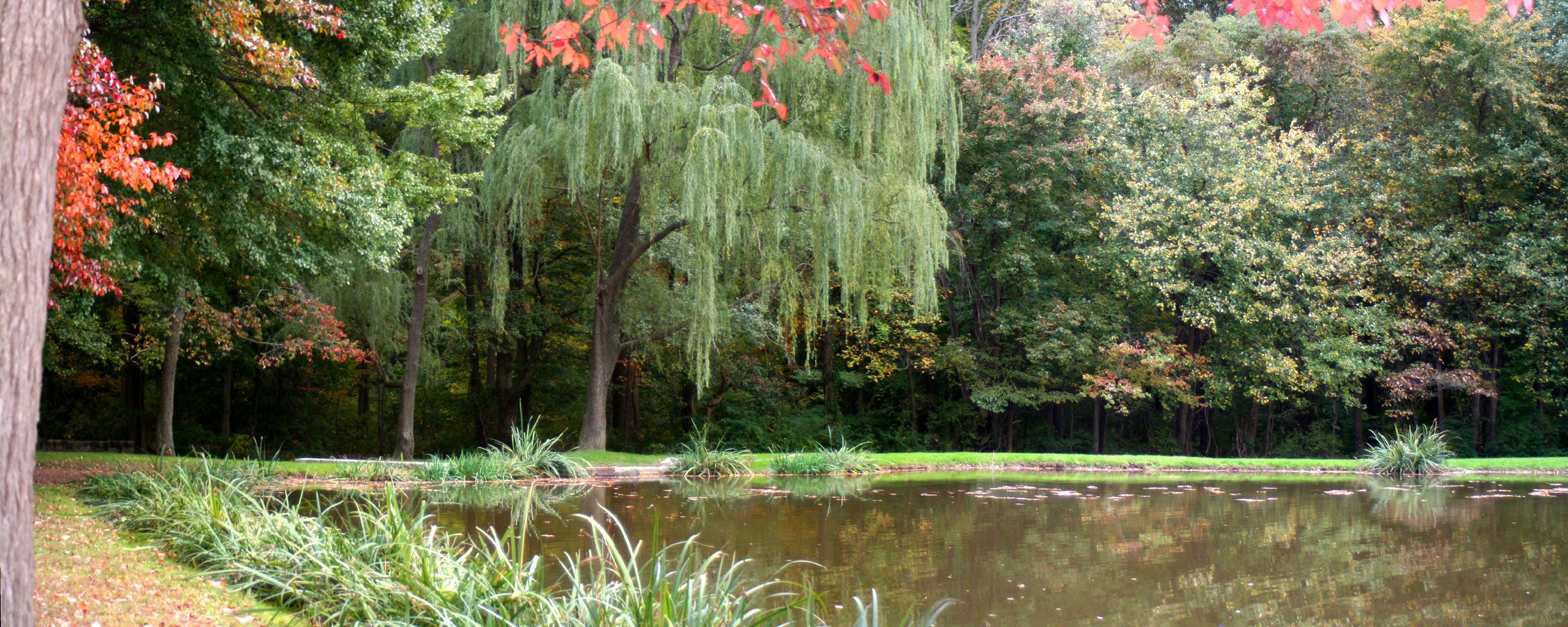 Autumn pond with weeping willow