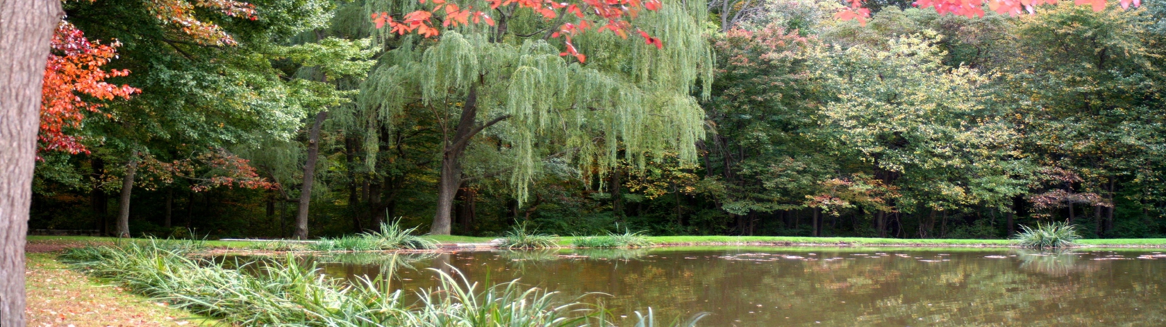 Autumn pond with weeping willow