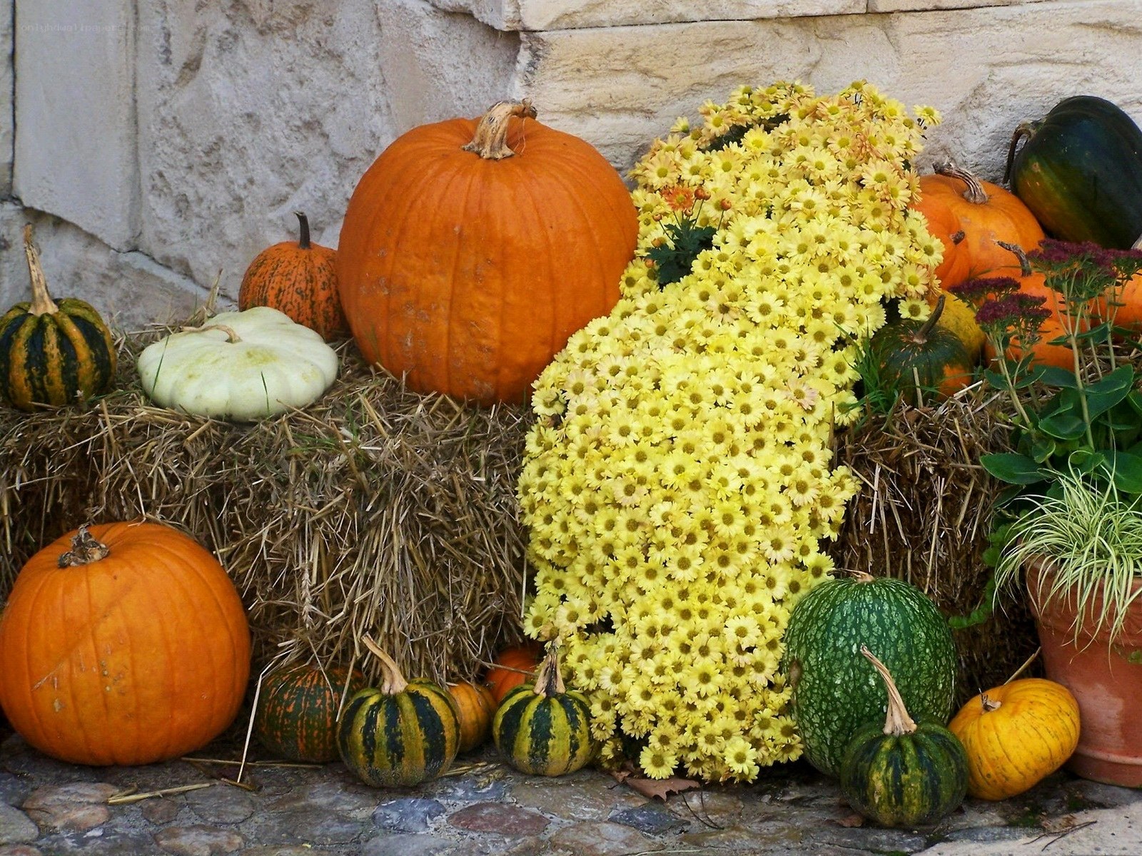 Autumn pumpkins and flowers