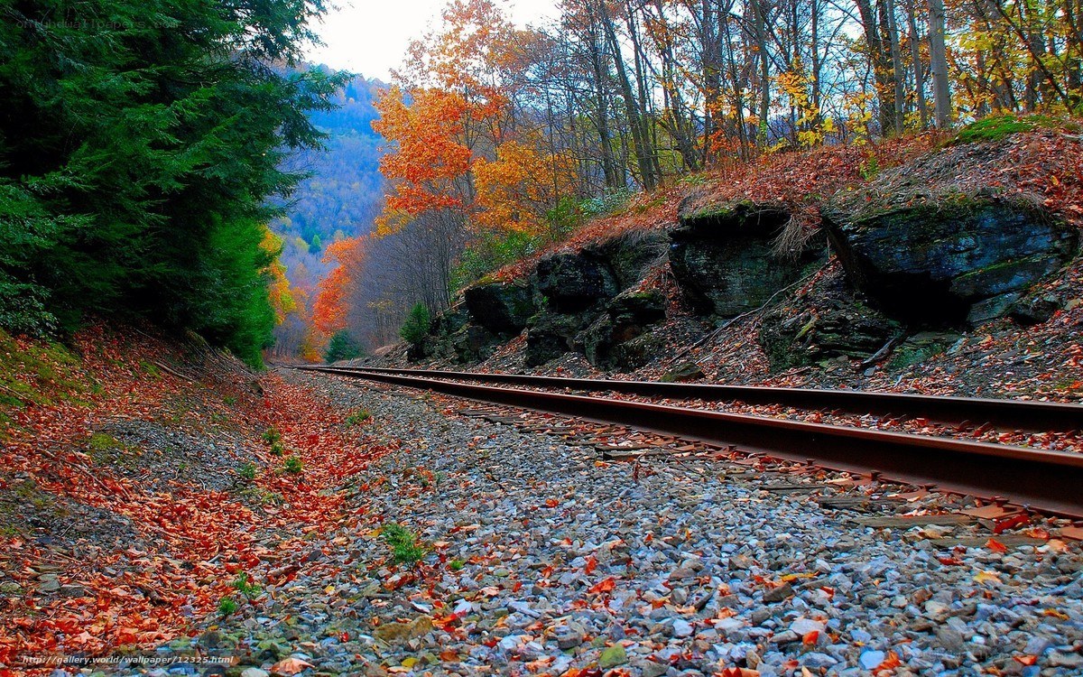 Autumn railway in forest