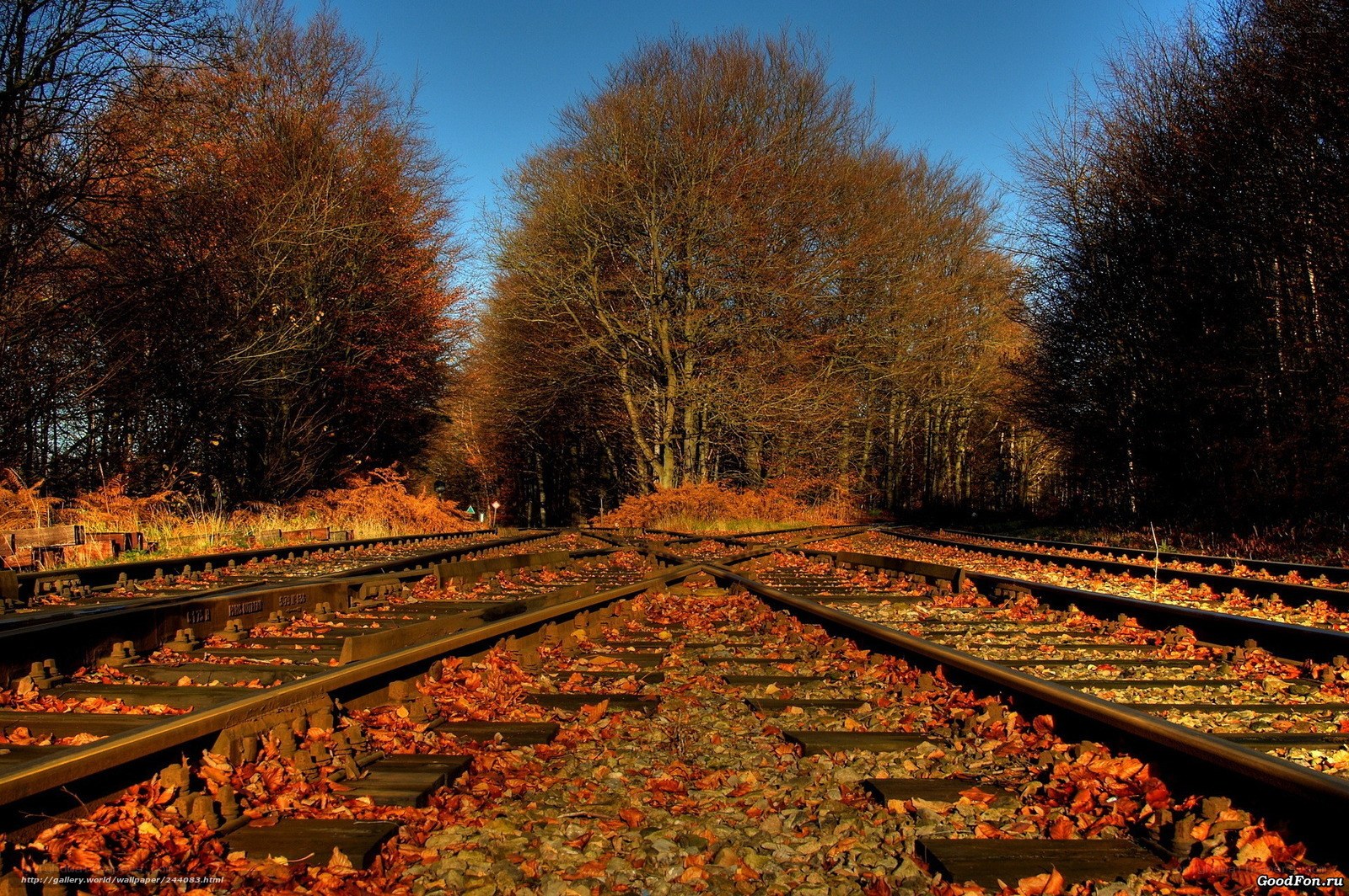 Autumn railway tracks
