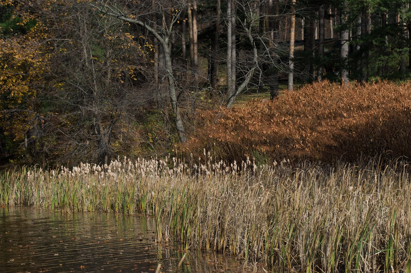 Autumn reeds by the pond