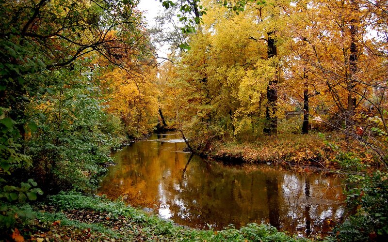 Autumn river in a forest
