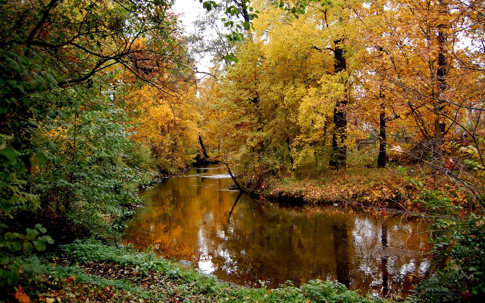 Autumn river in a forest
