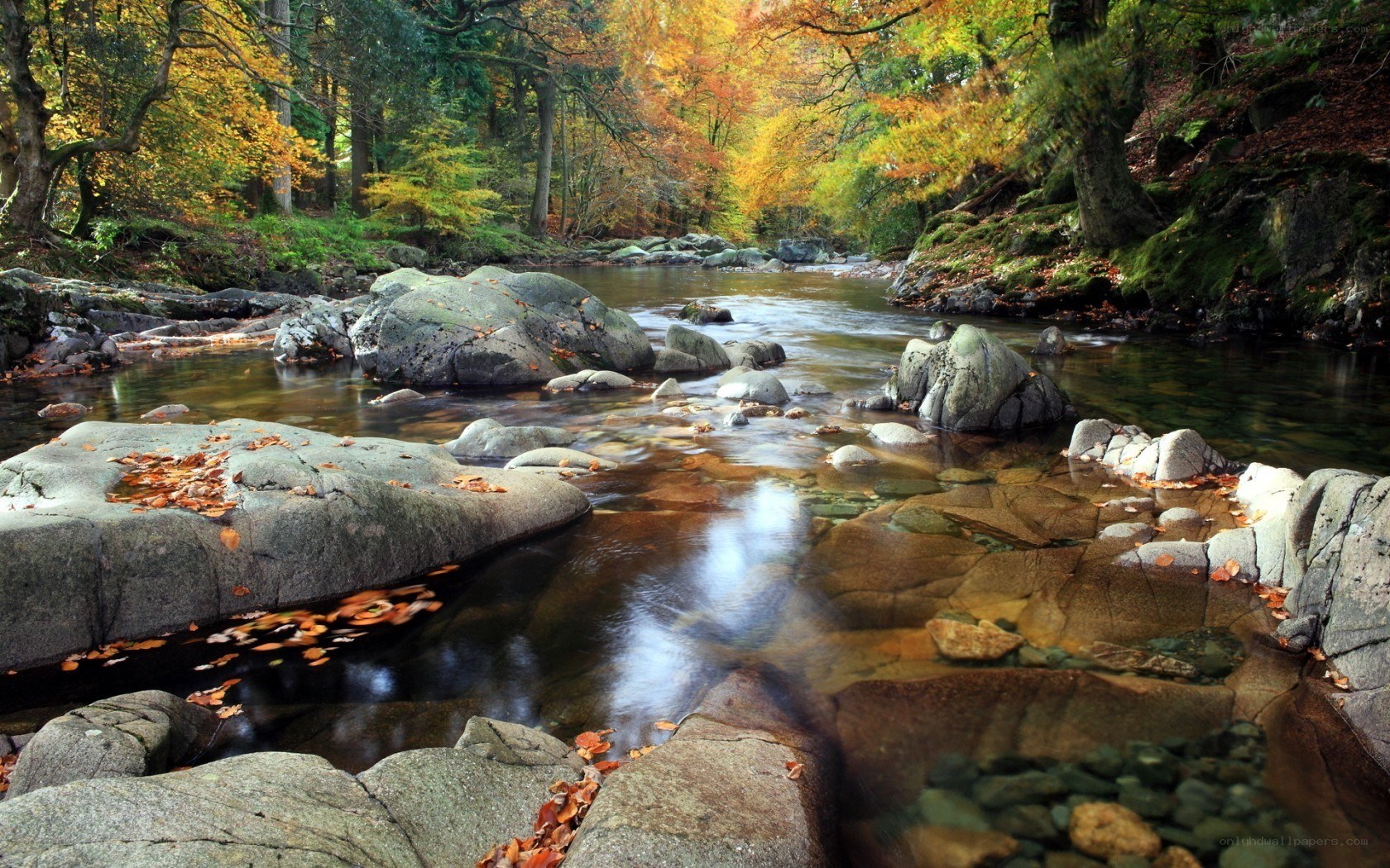 Autumn river in a forest