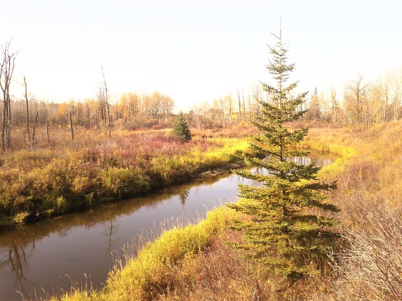 Autumn river in a forest