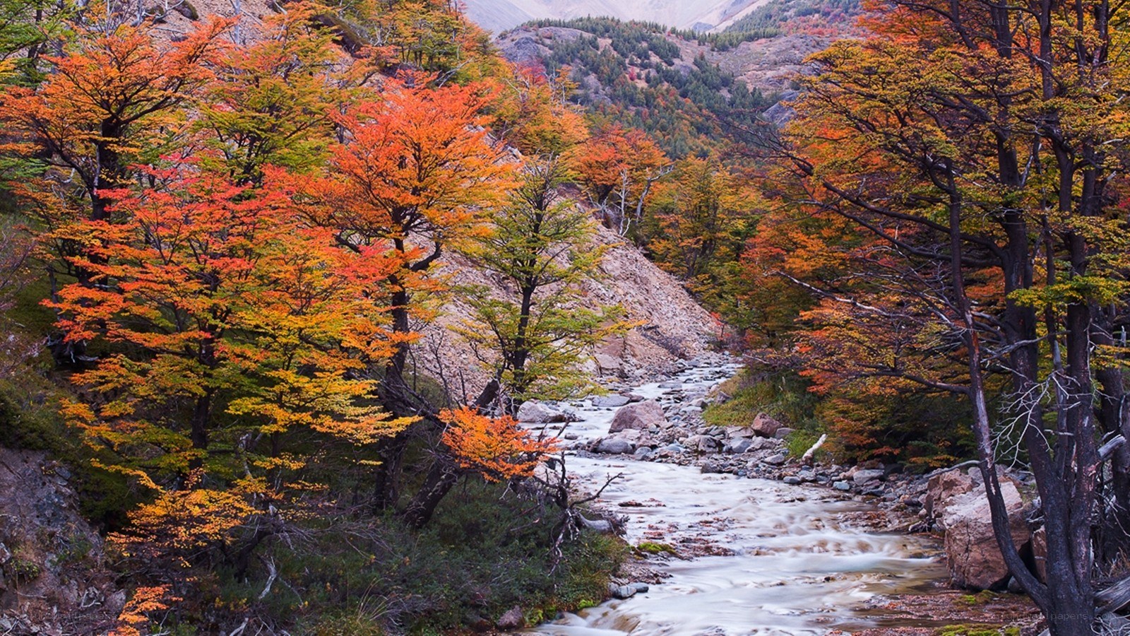 Autumn river in a forest valley