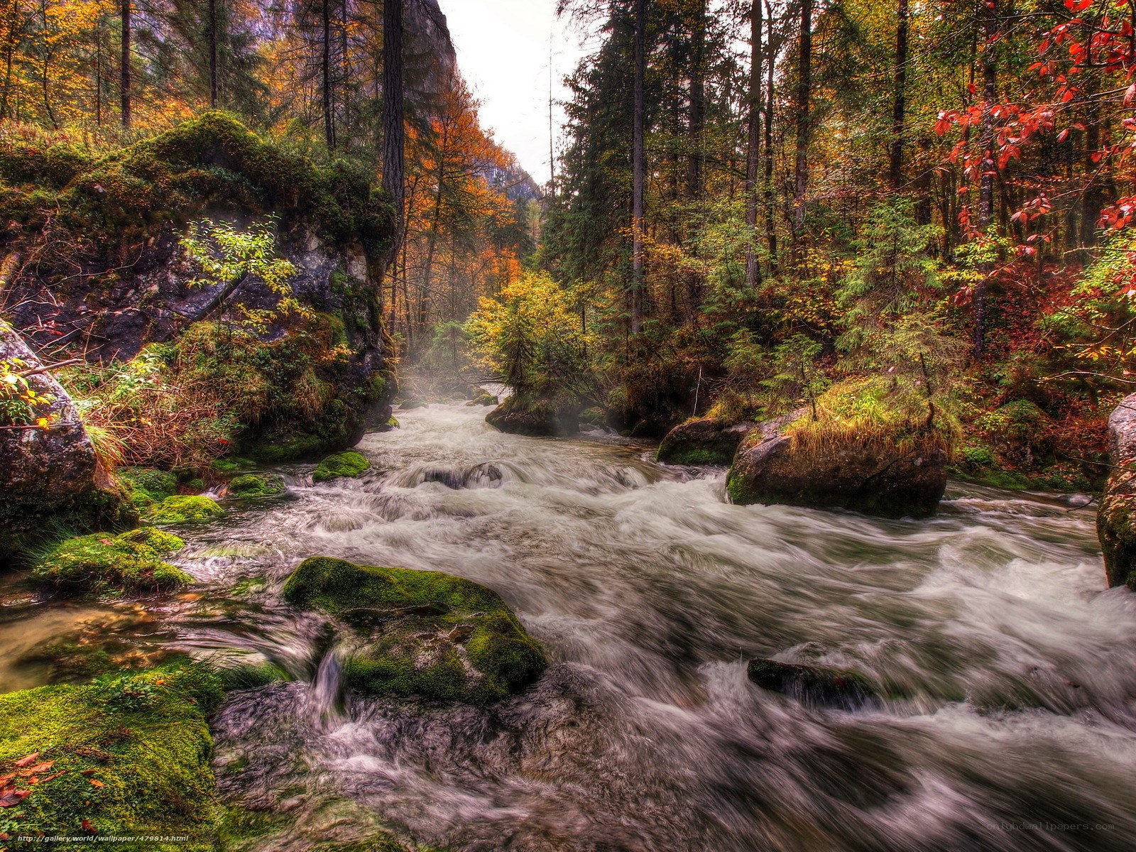 Autumn river in forest