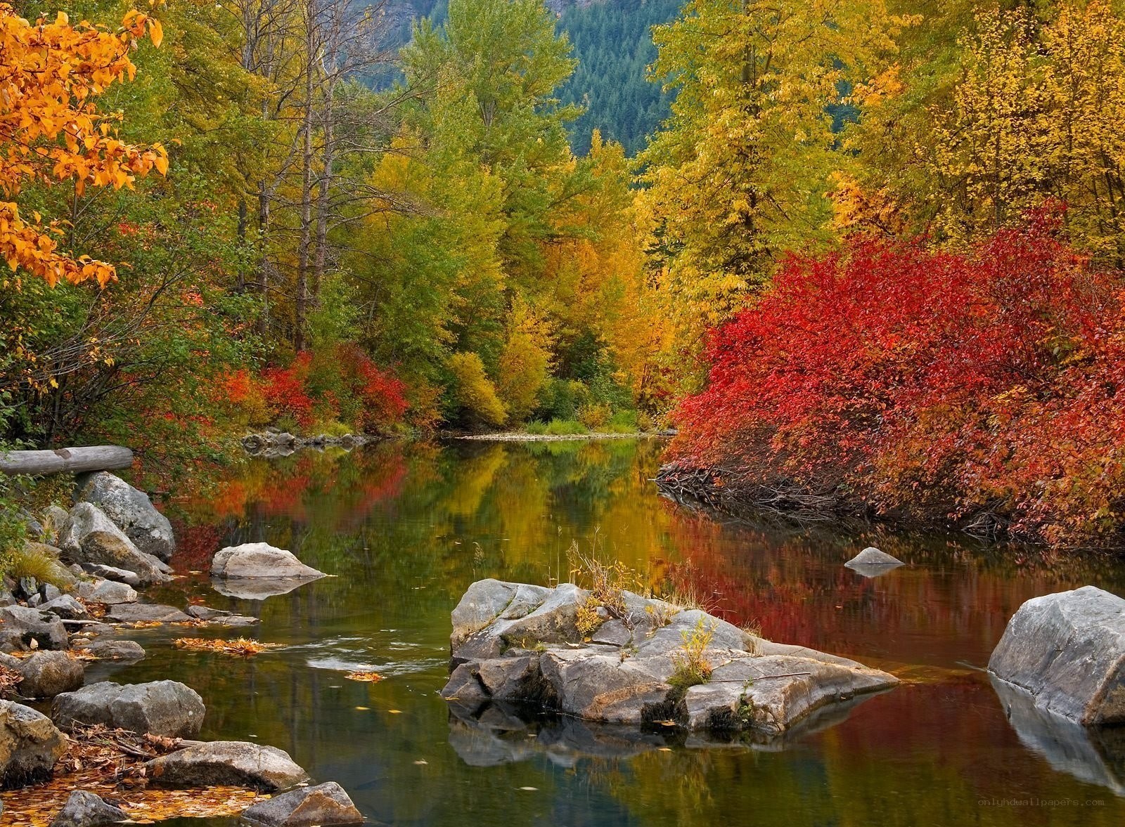 Autumn river in forest