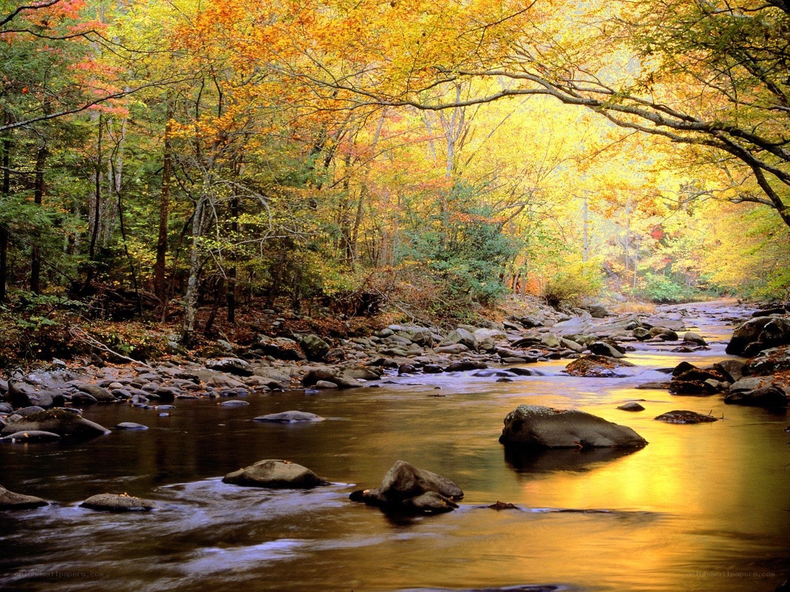 Autumn river in forest