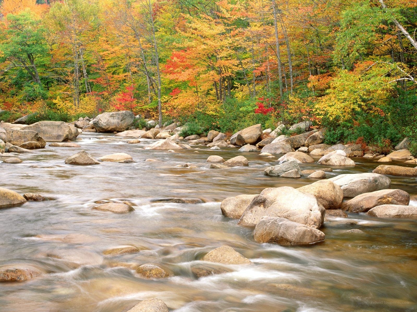 Autumn river in forest