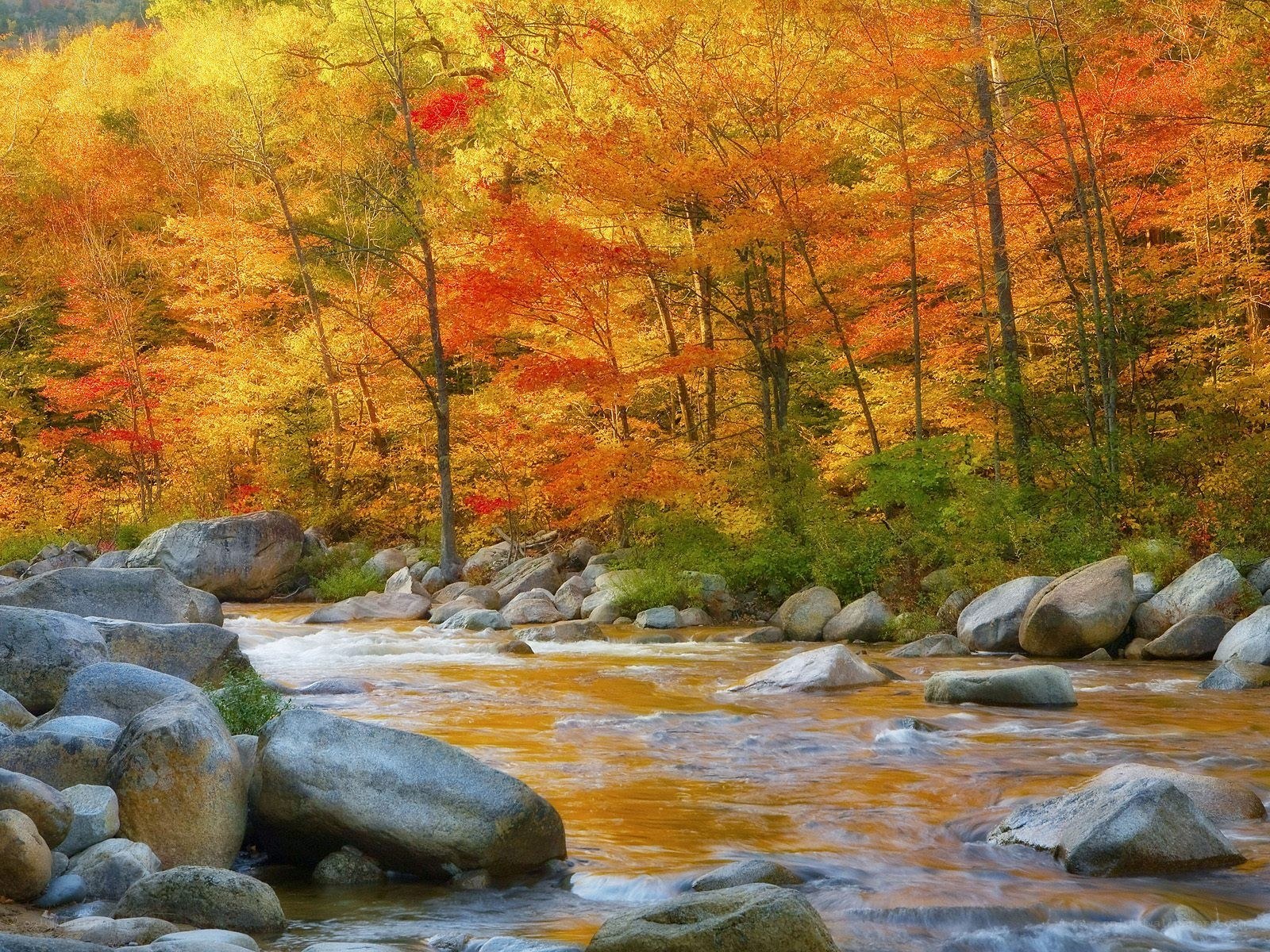 Autumn river in forest