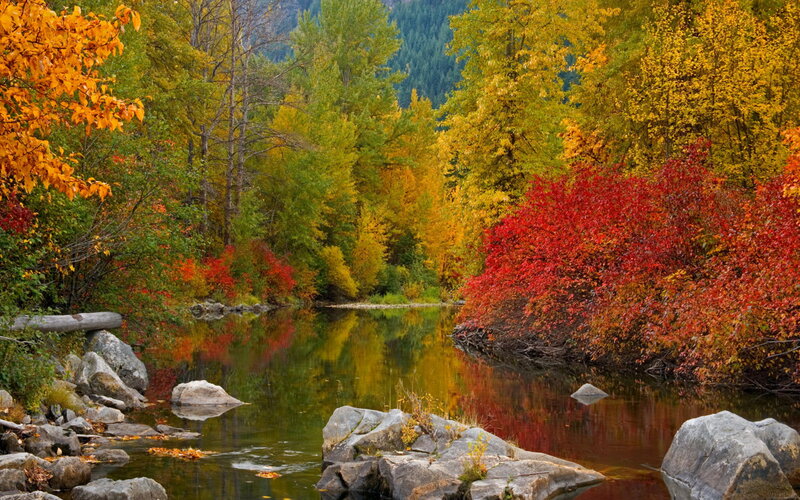 Autumn river in forest