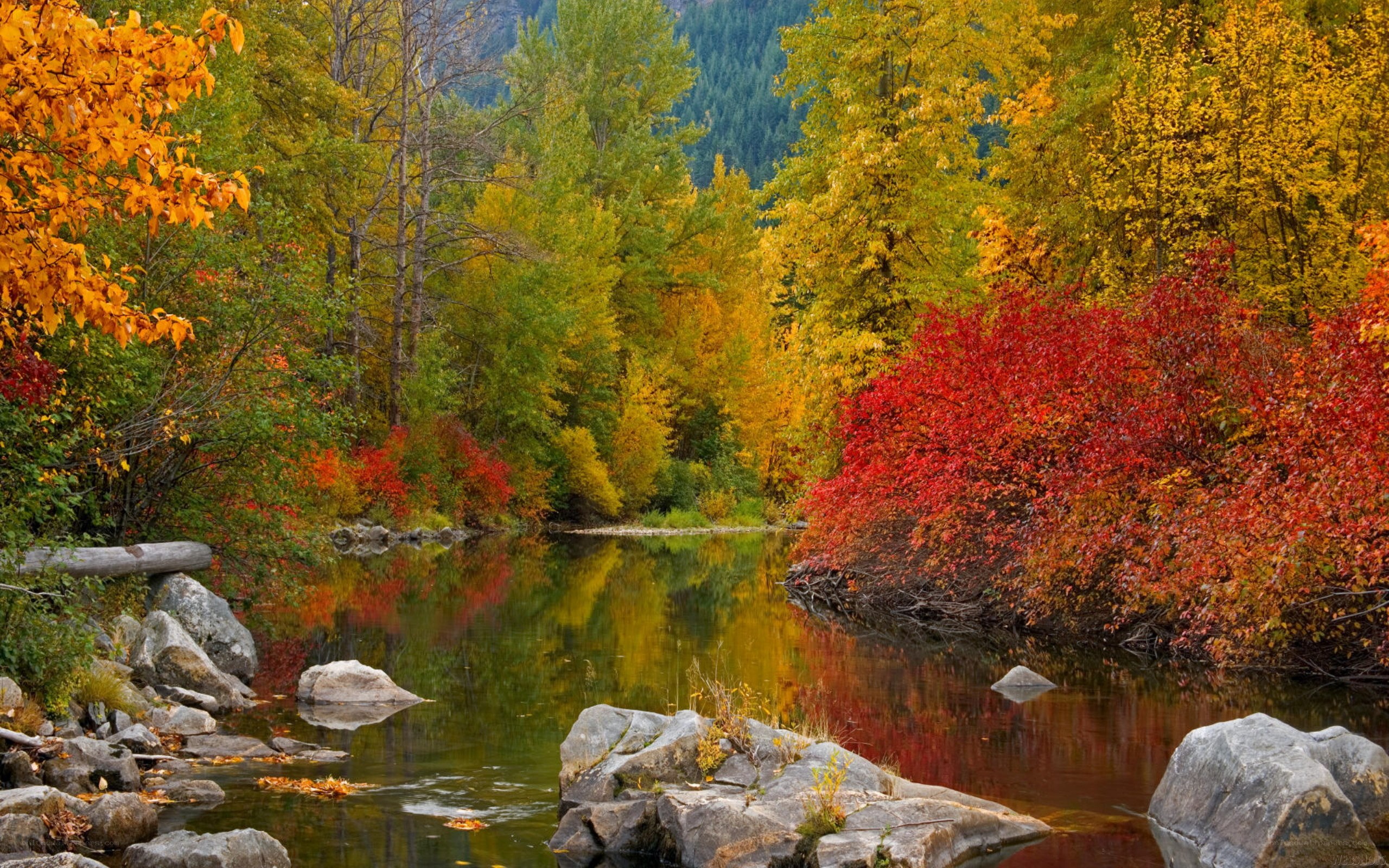 Autumn river in forest