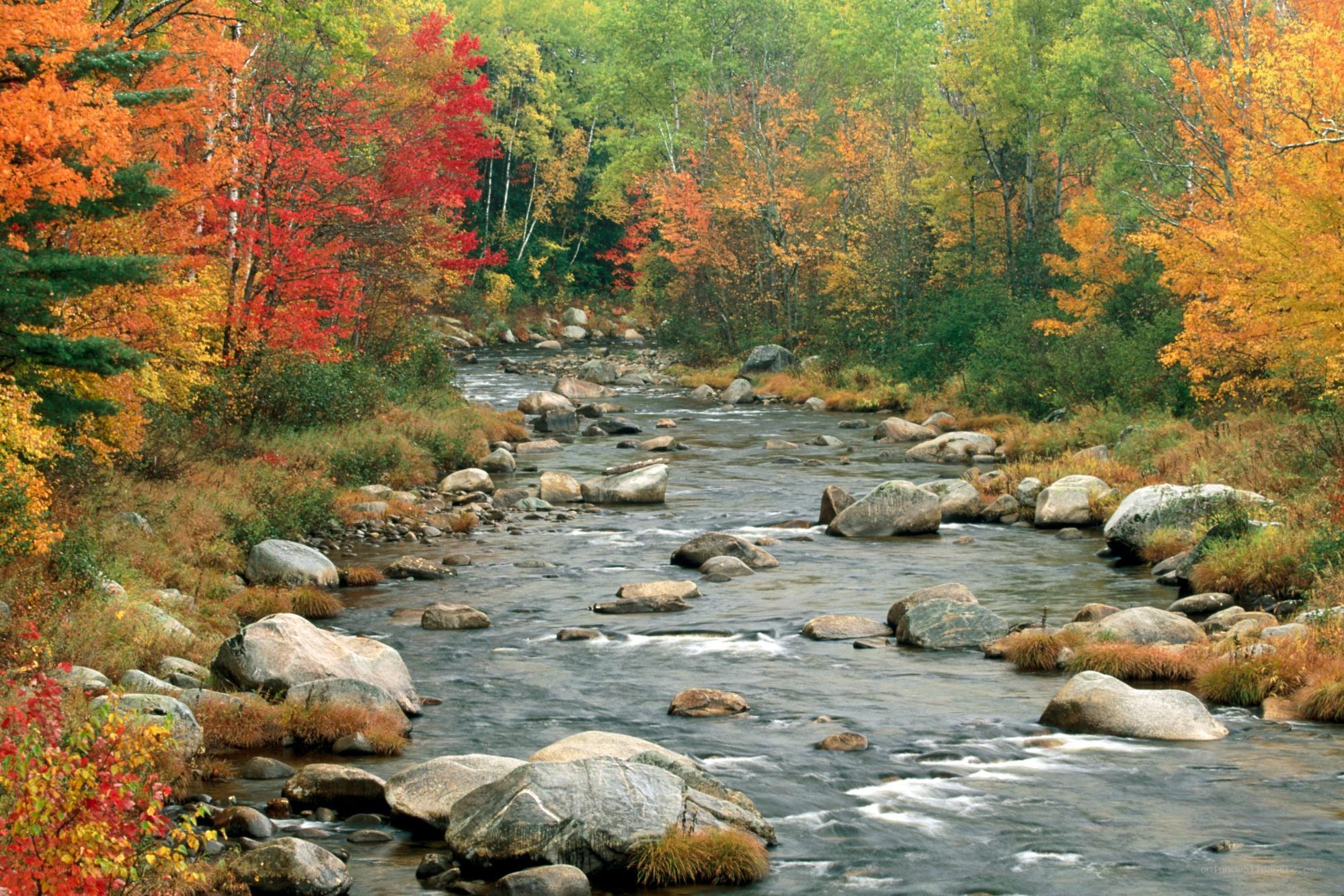 Autumn river in forest