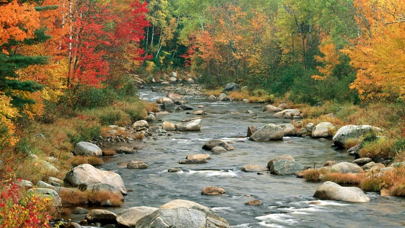 Autumn river in forest