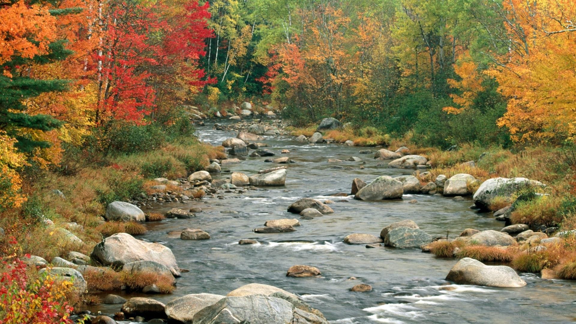 Autumn river in forest