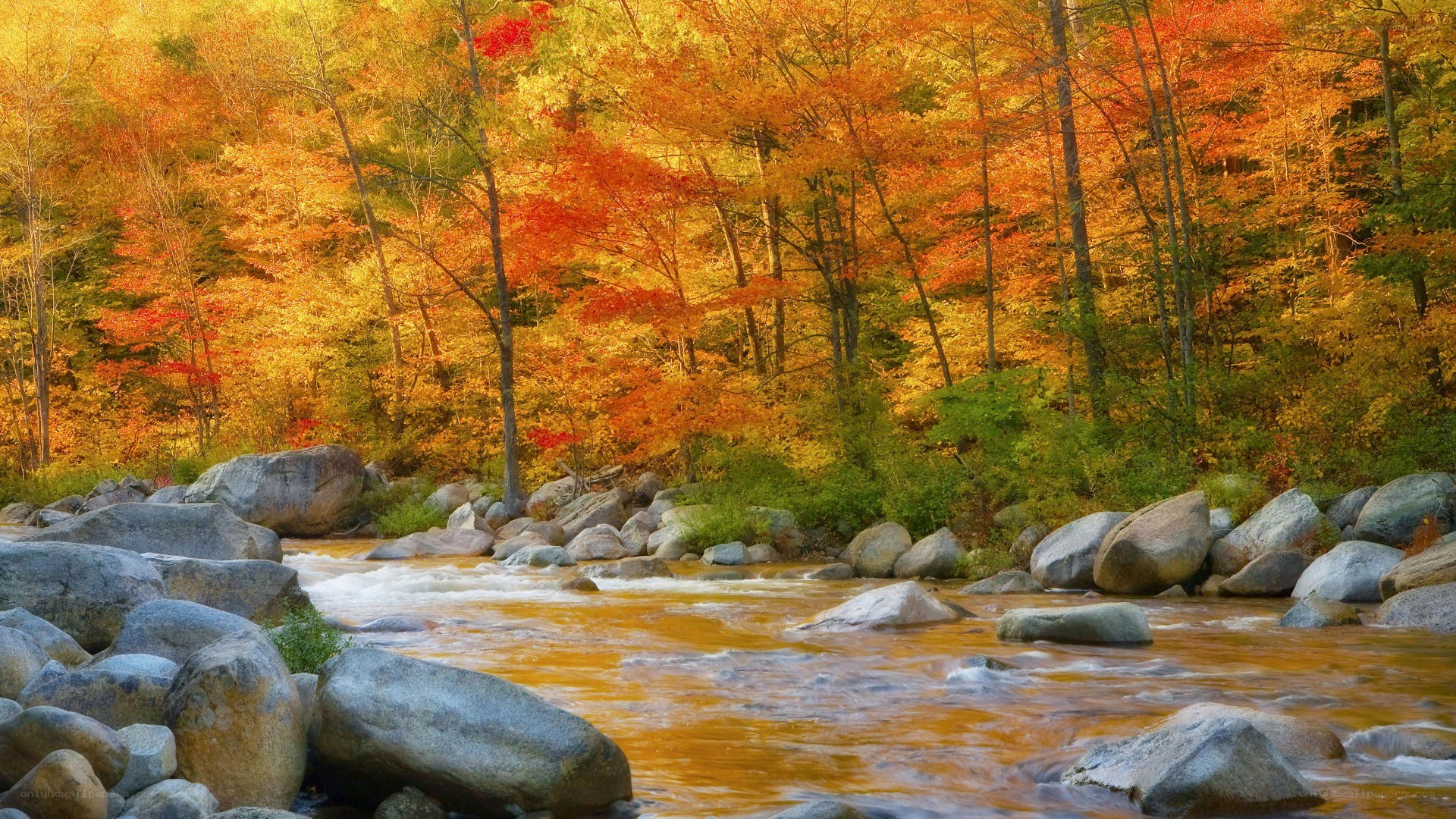Autumn river in forest