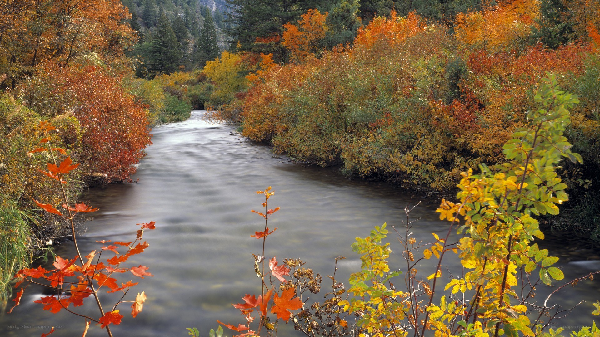 Autumn river in forest