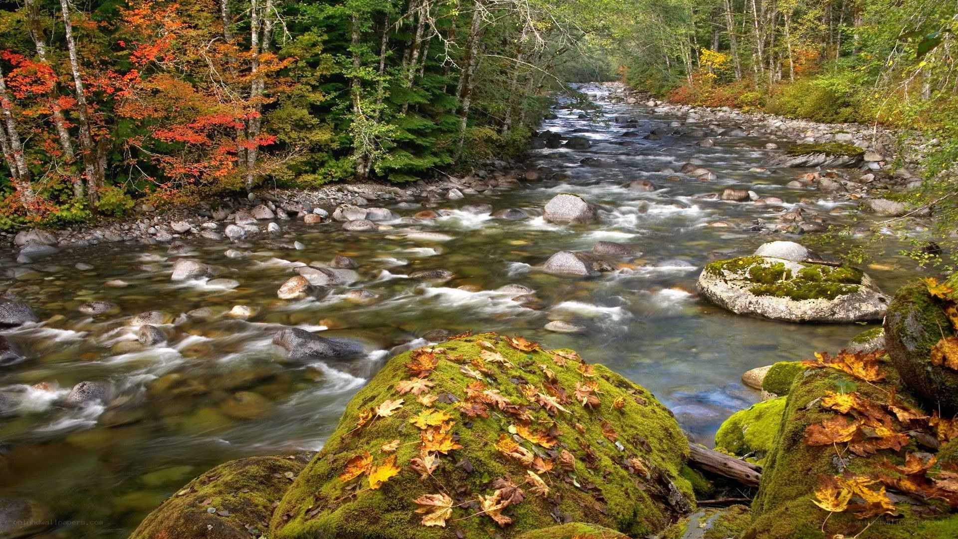 Autumn river in forest