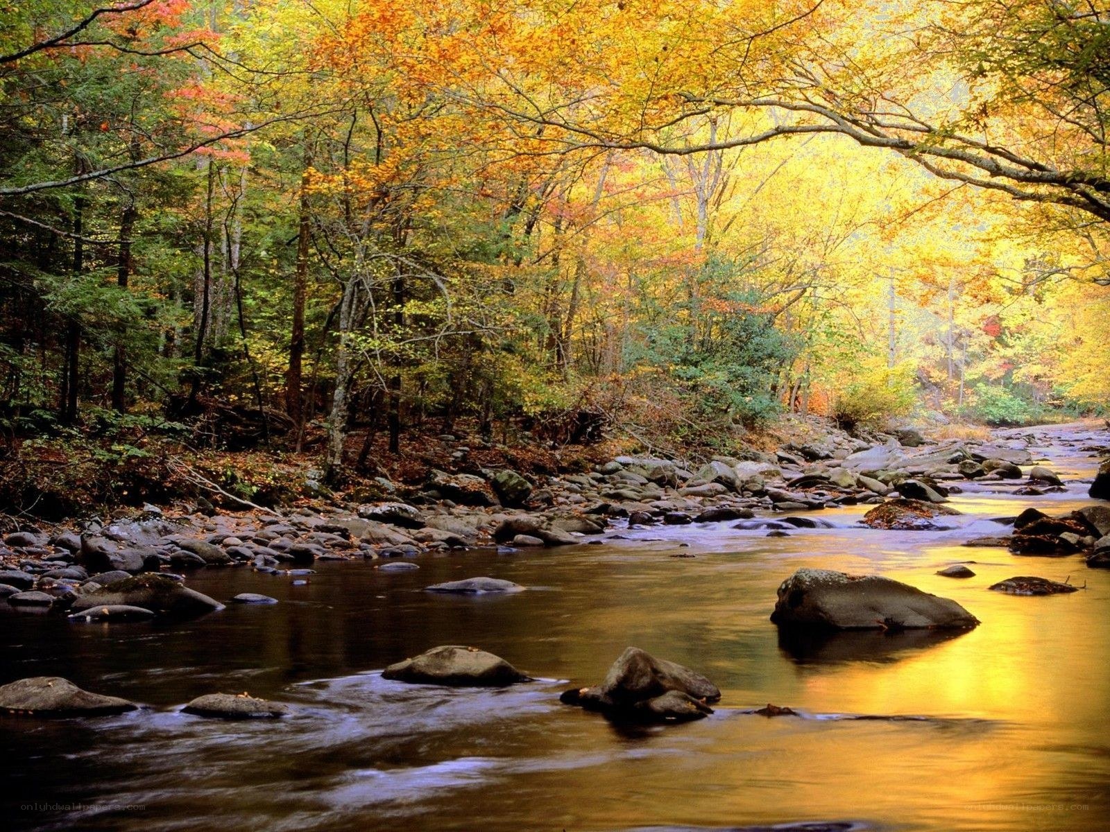 Autumn river in forest