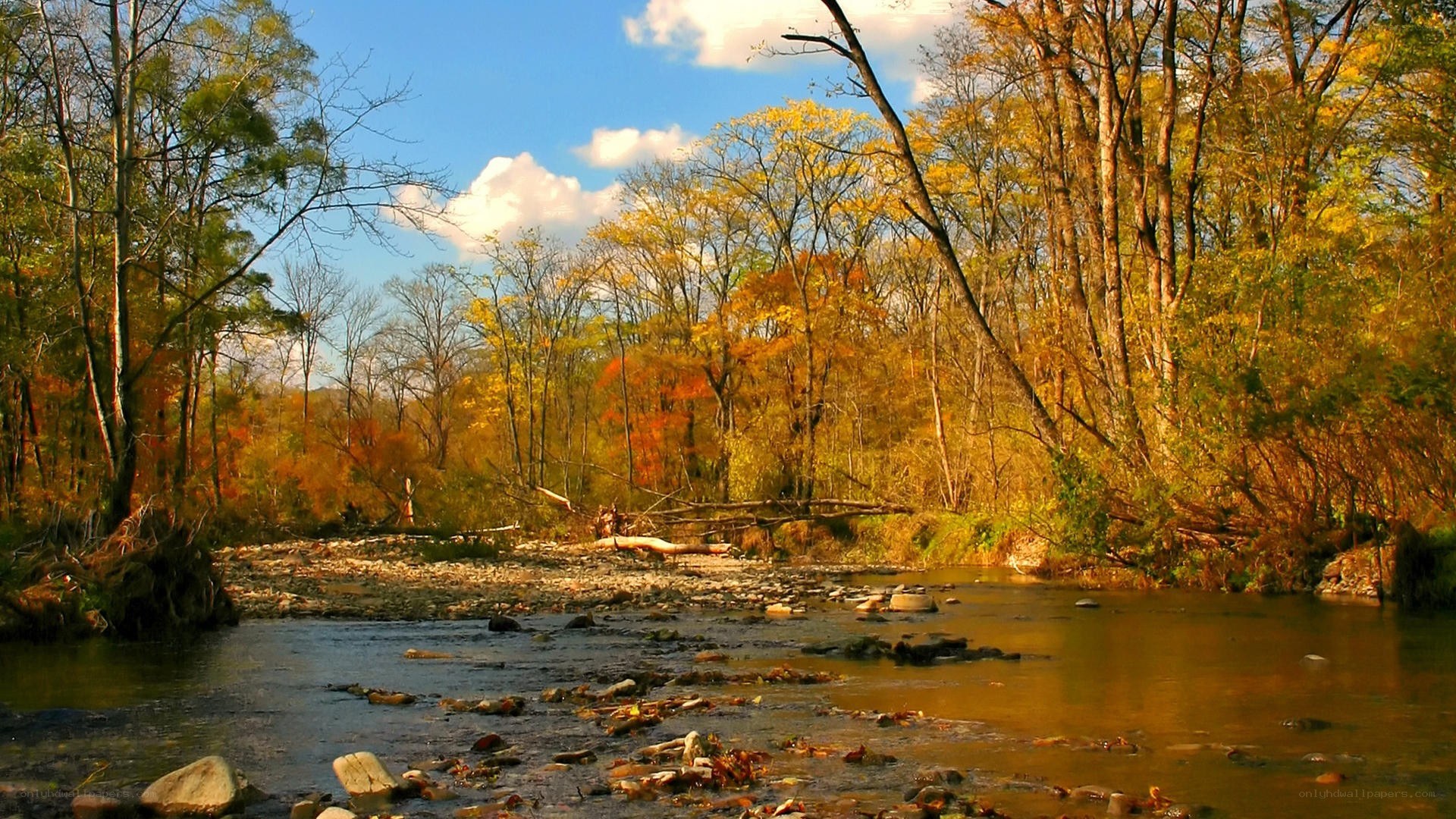 Autumn river in forest