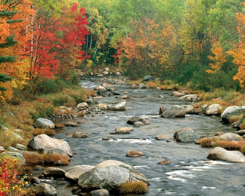 Autumn river in forest