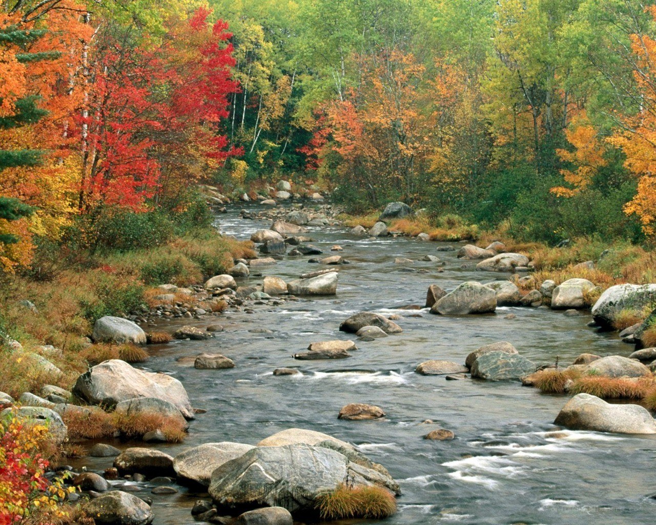 Autumn river in forest
