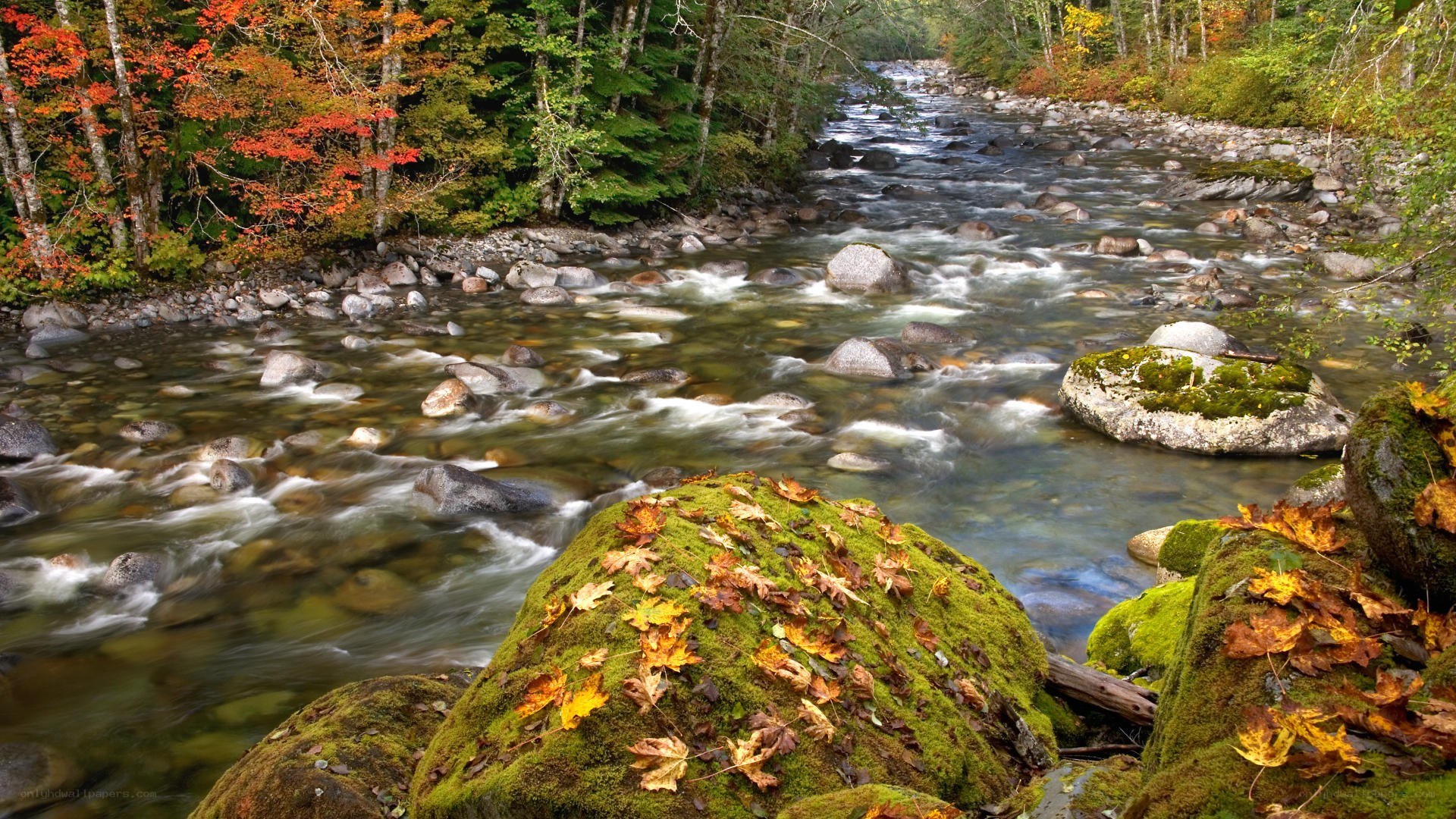 Autumn river in forest