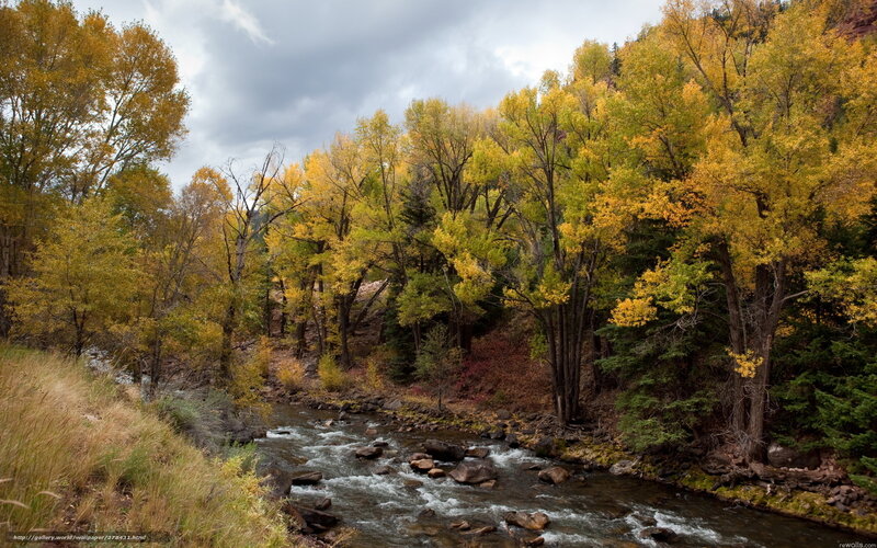 Autumn river in forest
