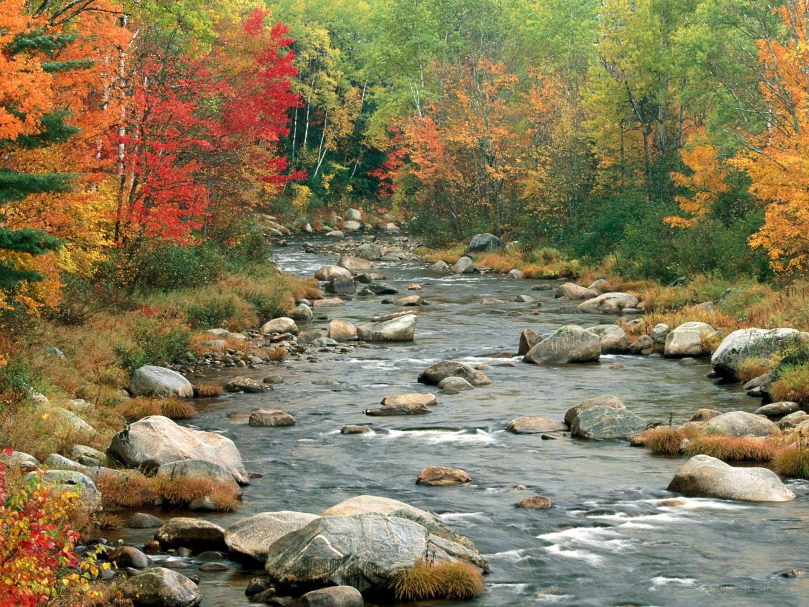 Autumn river in forest