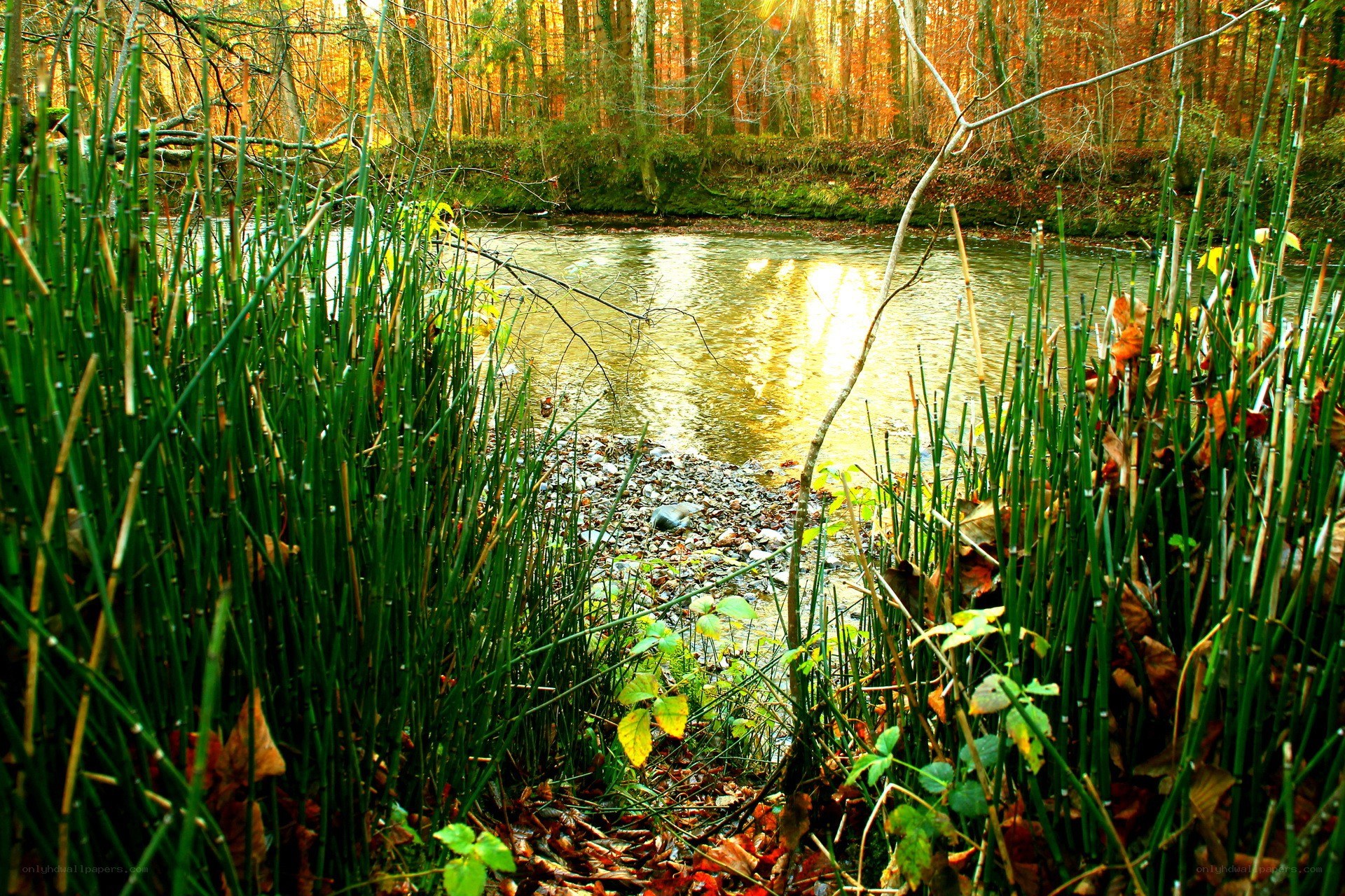 Autumn river in forest