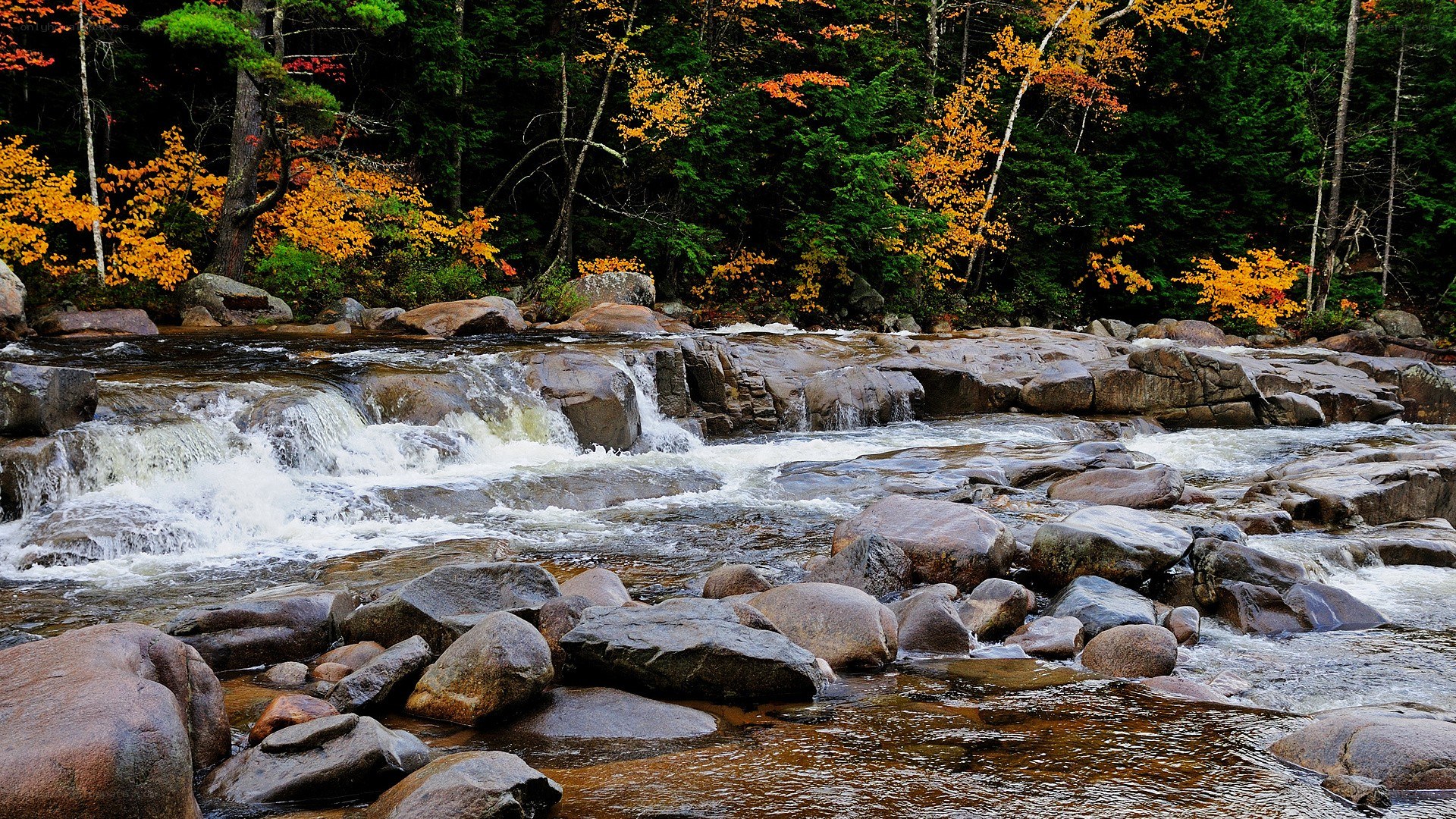 Autumn river in forest