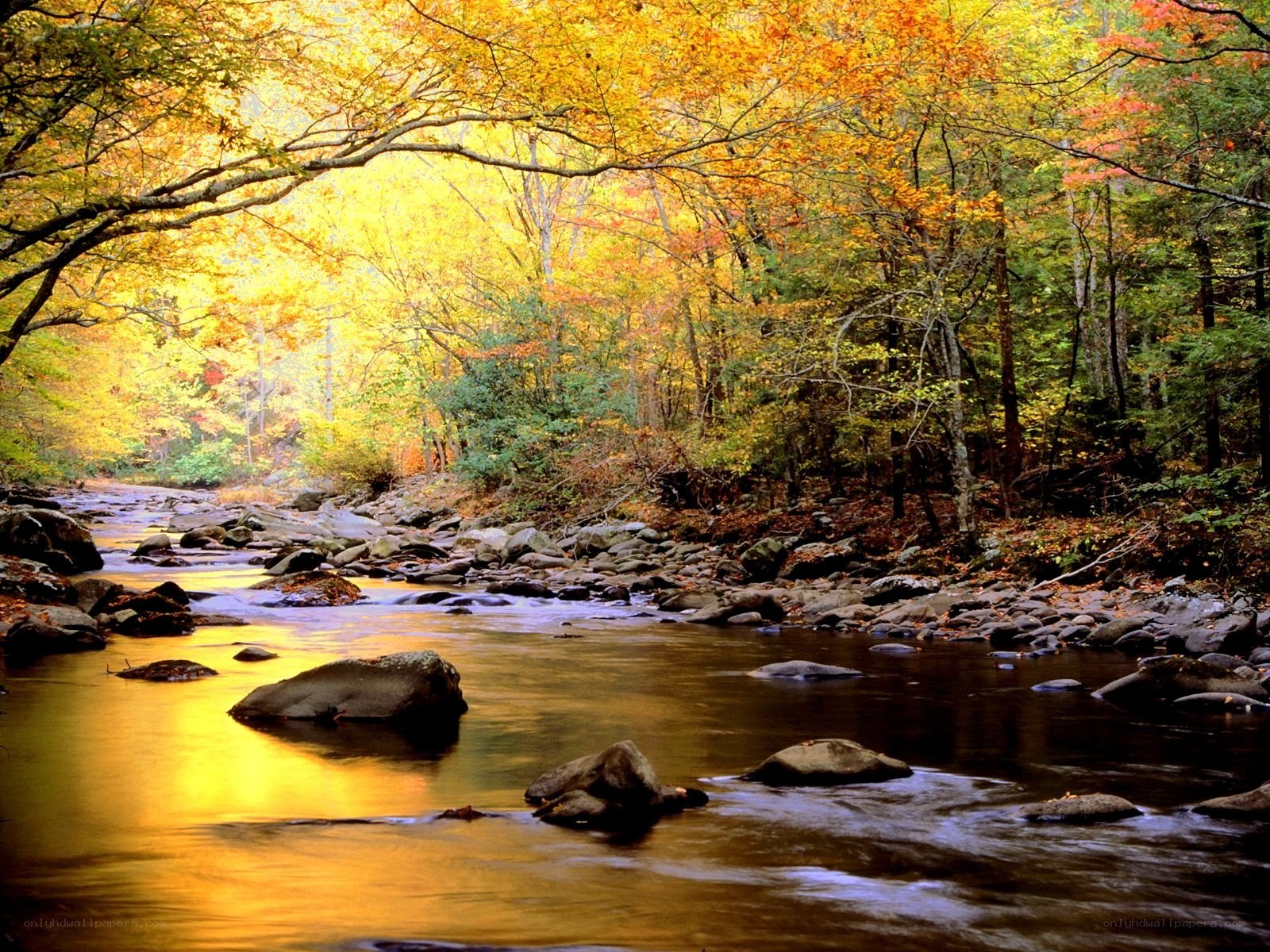 Autumn river in forest