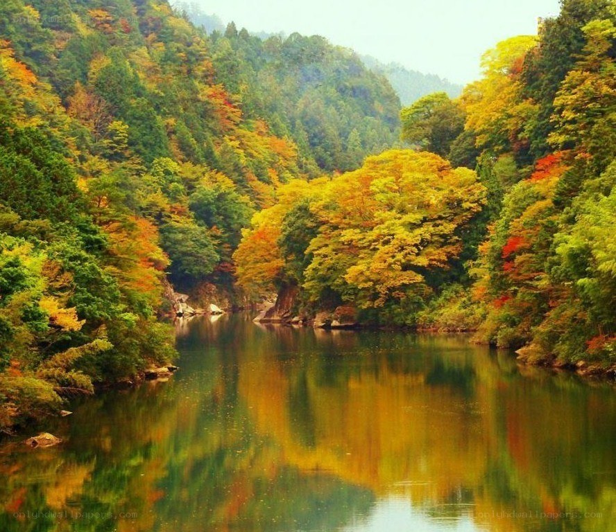 Autumn river in forest