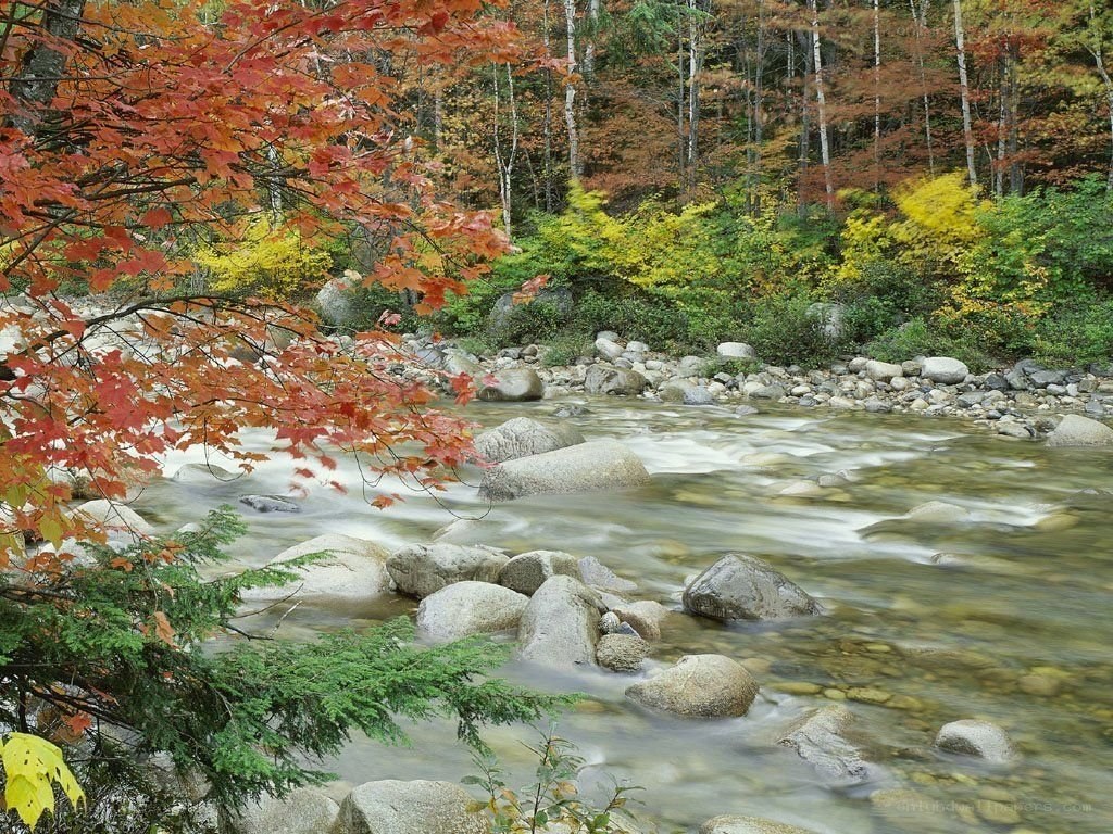 Autumn river in forest