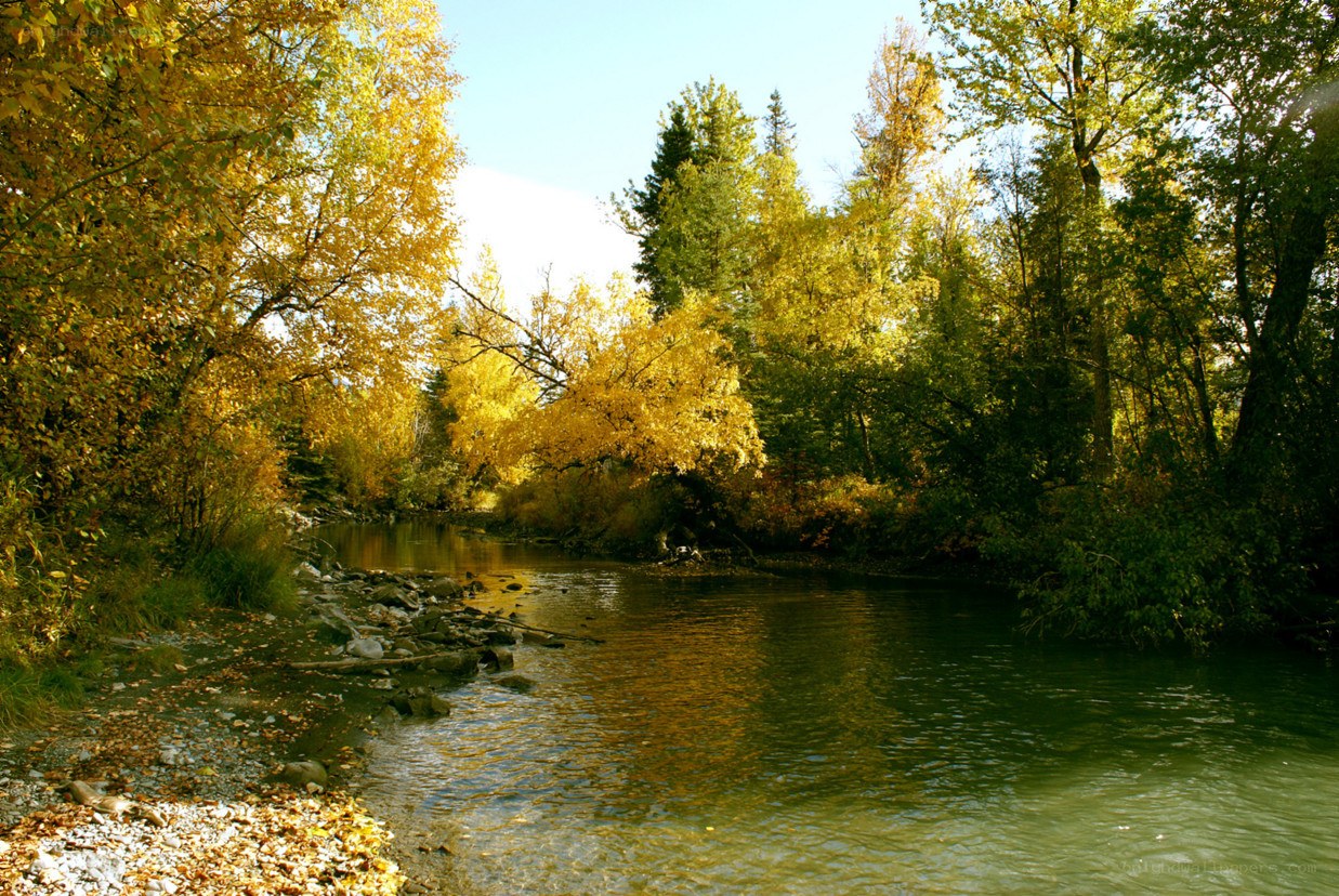 Autumn river in forest