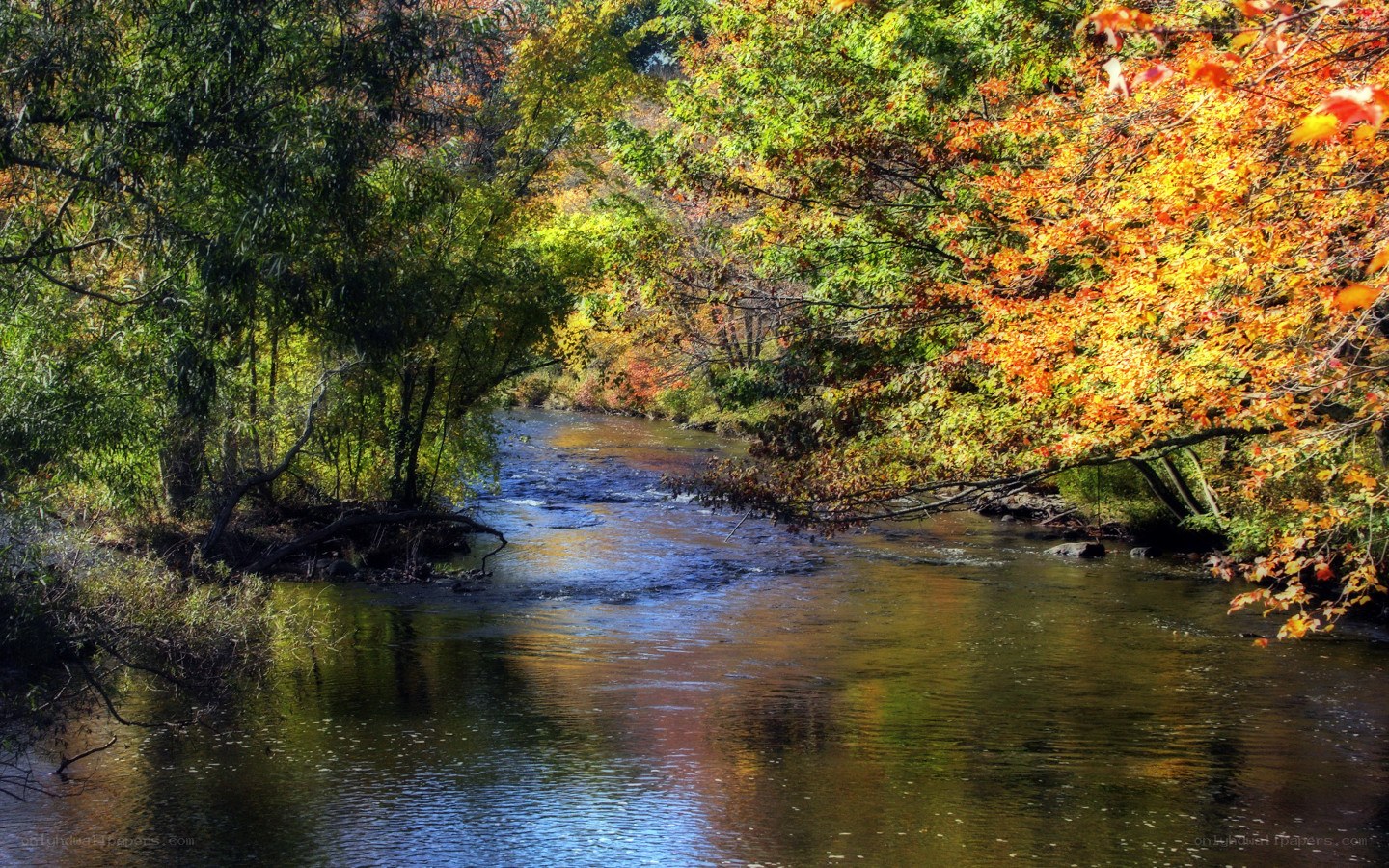 Autumn river in forest