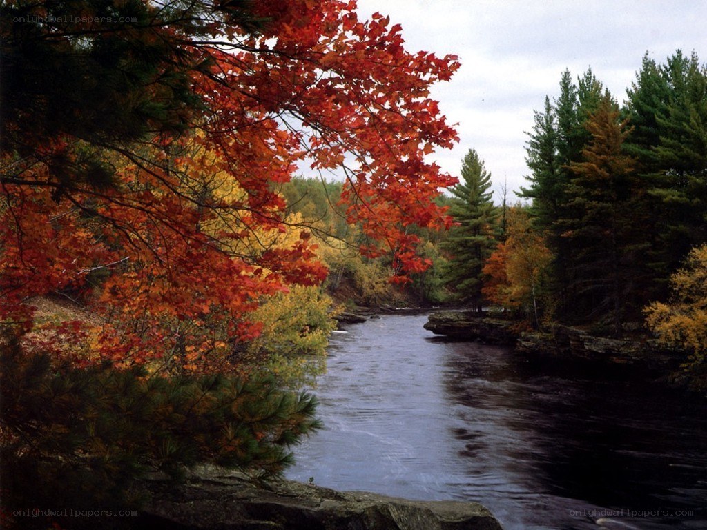 Autumn river in forest
