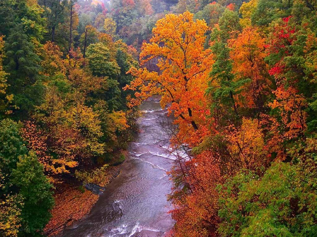Autumn river in forest