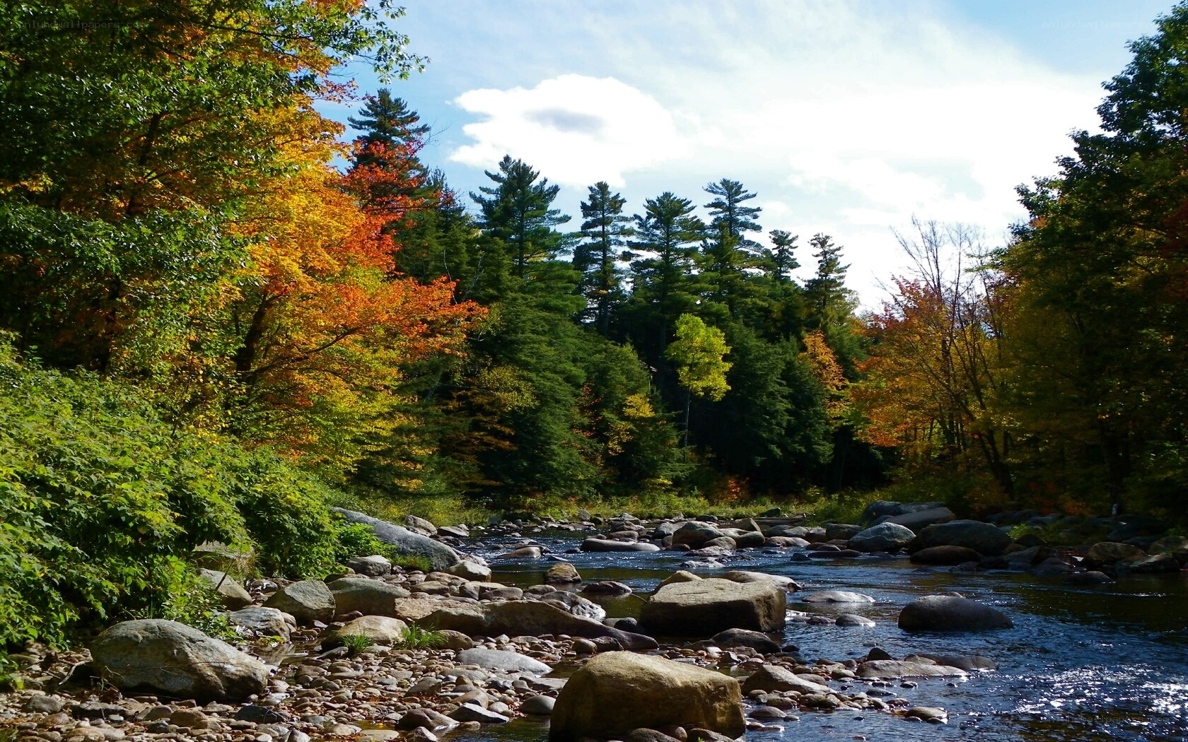 Autumn river in forest