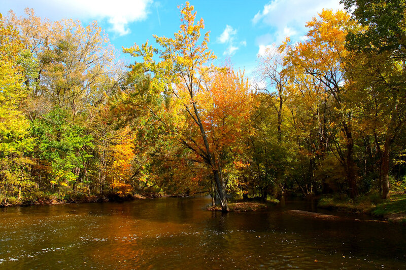 Autumn river in forest