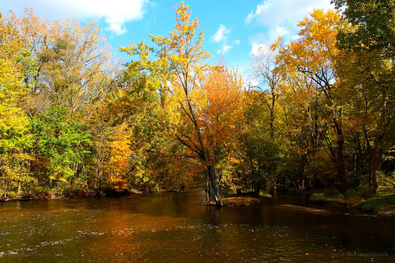 Autumn river in forest