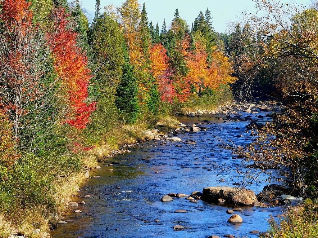 Autumn river in forest