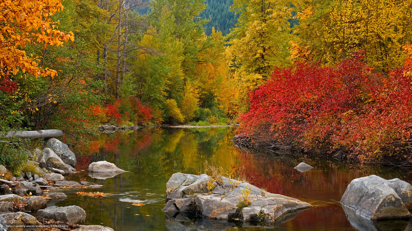 Autumn river in forest