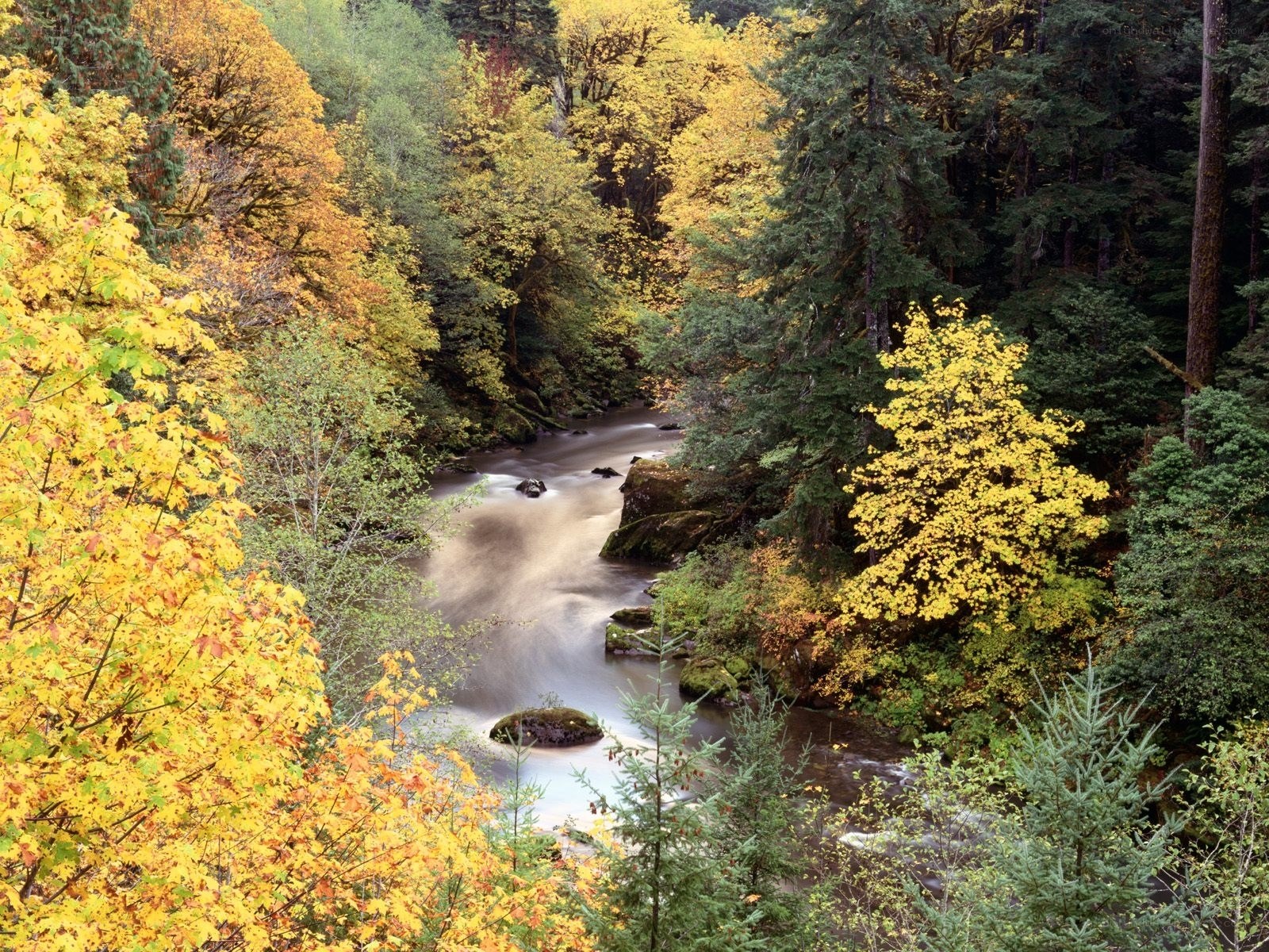 Autumn river in forest
