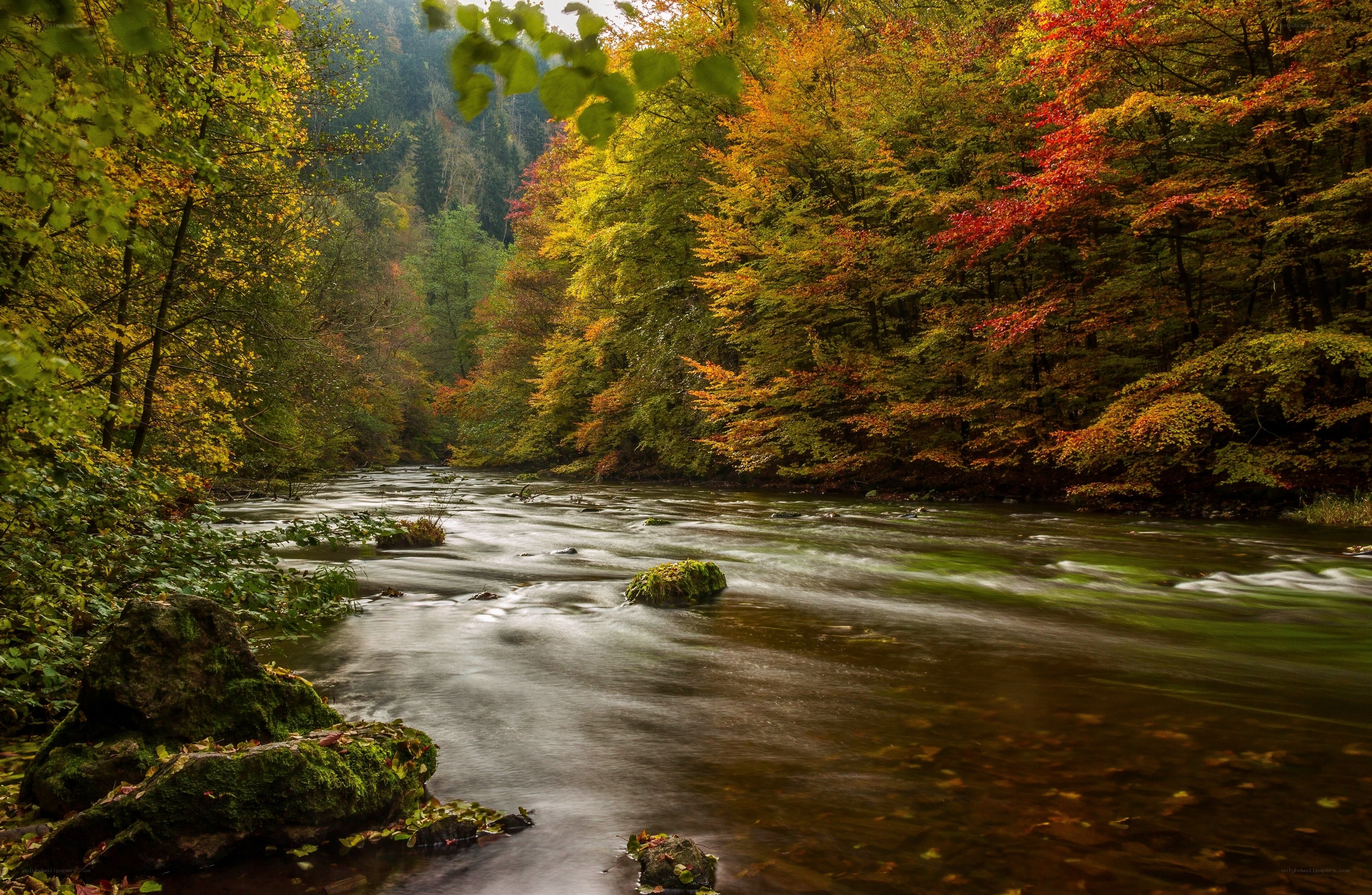 Autumn river in forest
