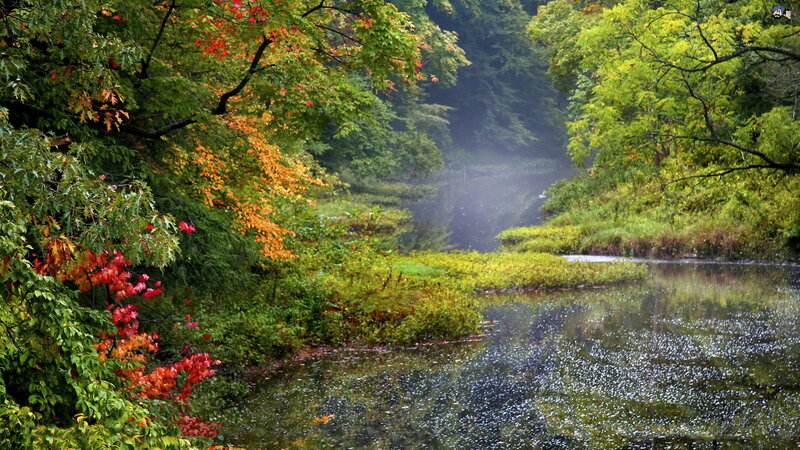 Autumn River in Forest — Green